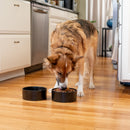 Nat & Jules Nibbles and Dribbles Black 7 inch Stoneware Large Pet Bowls Set of 2