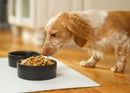 Nat & Jules Nibbles and Dribbles Black 5 inch Stoneware Small Pet Bowls Set of 2