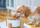 Nat & Jules Small White 6 inch Stoneware Ceramic and Wood Pet Bowl With Stand