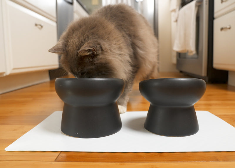 Nat & Jules Mine Also Mine Black 6 inch Stoneware Raised Pet Food and Water Bowls Set of 2