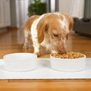 Nat & Jules Nibbles and Dribbles White 5 inch Stoneware Small Pet Bowls Set of 2