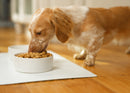 Nat & Jules Nibbles and Dribbles White 5 inch Stoneware Small Pet Bowls Set of 2