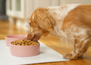 Nat & Jules Nibbles and Dribbles Pink 5 inch Stoneware Small Pet Bowls Set of 2