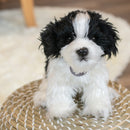 DEMDACO Sitting Small Havanese Dog Black and White Childrens Plush Stuffed Animal