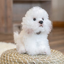 Nat and Jules Playful Small Bichon Frise Dog Childrens Plush Stuffed Animal Toy