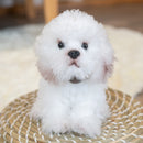 Nat and Jules Playful Small Bichon Frise Dog Childrens Plush Stuffed Animal Toy