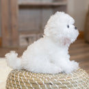 Nat and Jules Playful Small Bichon Frise Dog Childrens Plush Stuffed Animal Toy